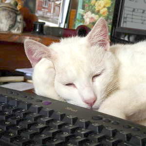 Photo d'un chat dormant sur un clavier d'ordinateur
